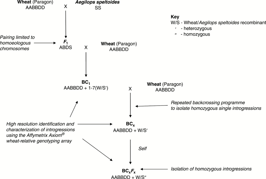 Wheat/wild relative introgression strategy.