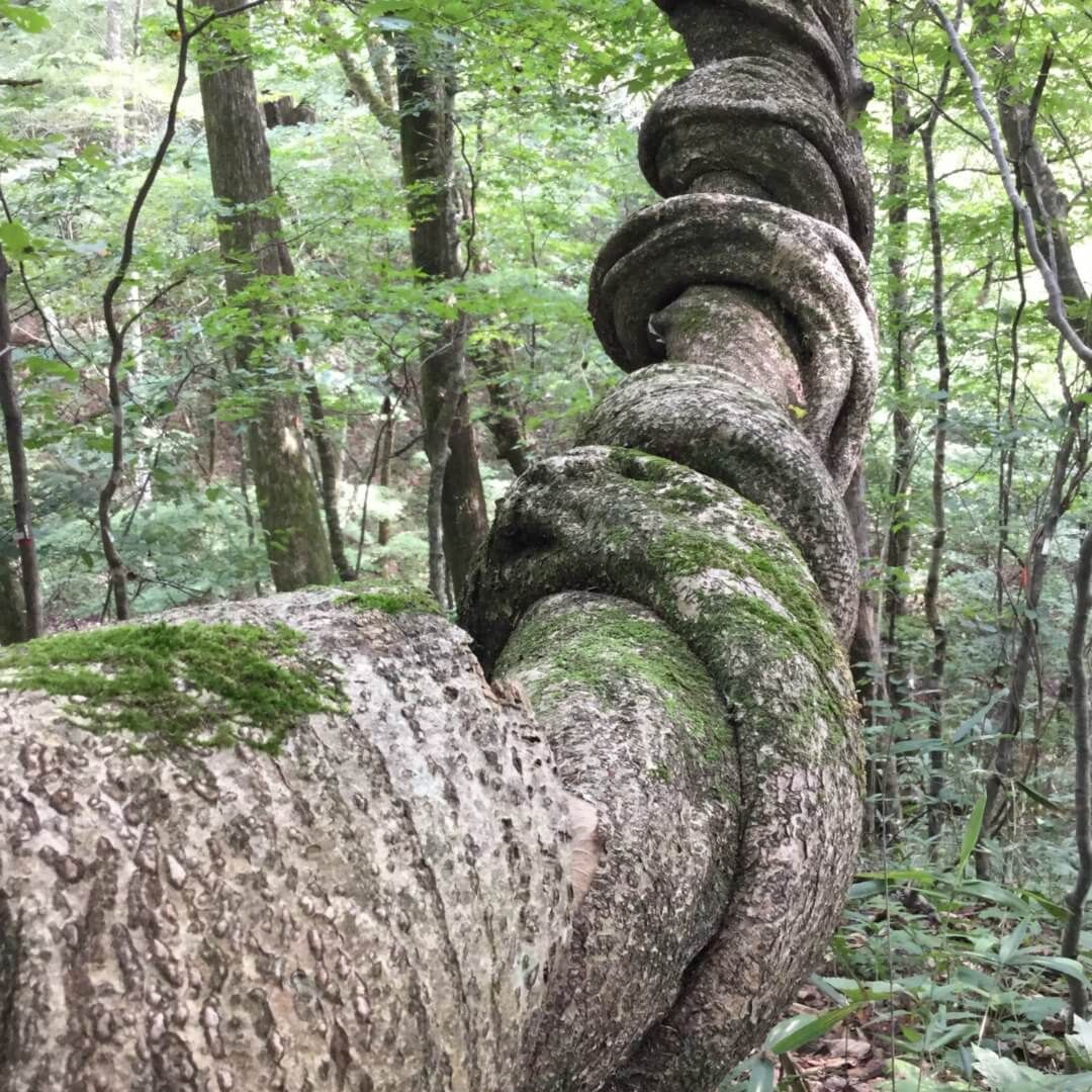 Importance of clonal reproduction in a liana species, Wisteria floribunda