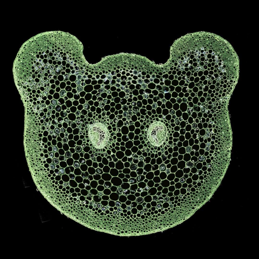 Transverse section through the petiole of Asplenium rutifolium