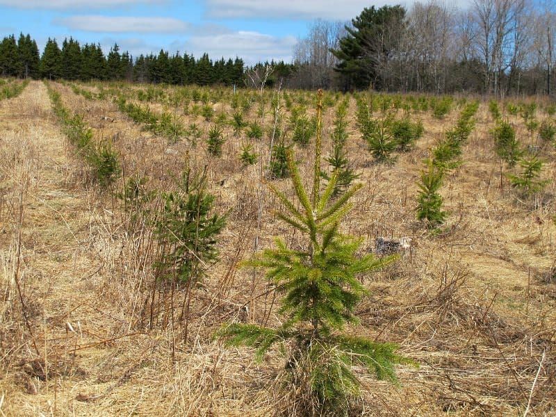 Thermal acclimation of photosynthesis and dark respiration in white spruce