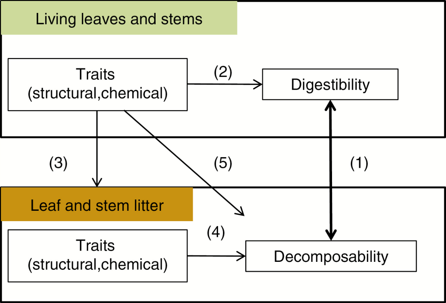 Scheme showing the putative links between traits of leaves and stems and the two degradation processes studied