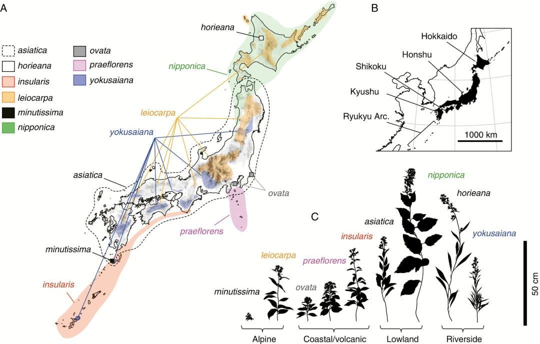 Distribution of the Solidago virgaurea complex in the Japanese Archipelago
