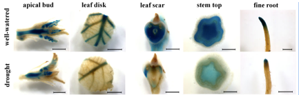 Tissue- and cell-specific cytokinin activity in poplar under drought