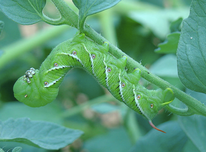 Induced Resource Partitioning: Effects of Mycorrhizae and Herbivory
