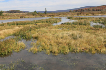 Wetland seed dispersal by white-tailed deer