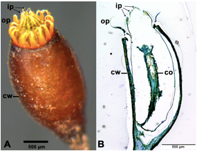 Spore liberation in mosses