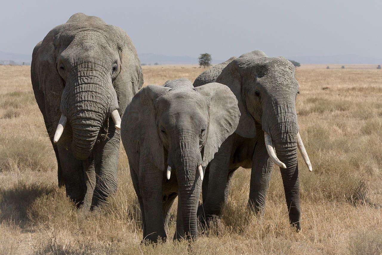 Three elephants