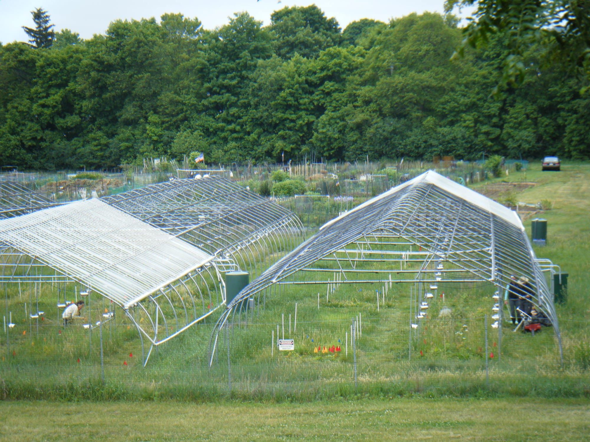 Tree seedling growth capacity under climate change