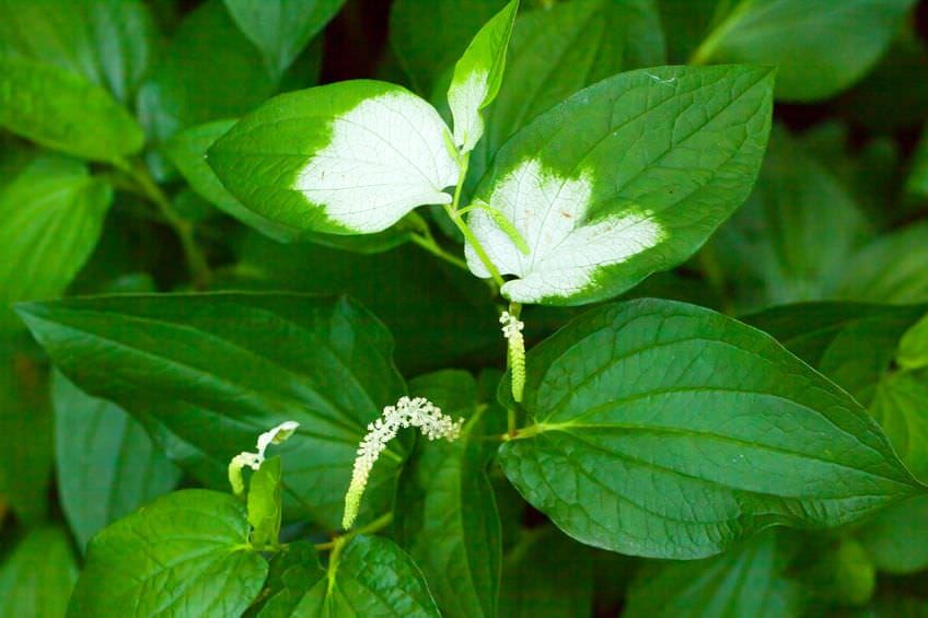 Saururus chinensis, Lizard's tail