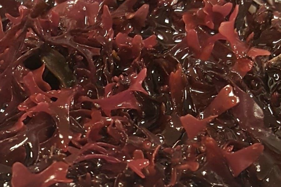 Chondrus cripsus (Irish moss)