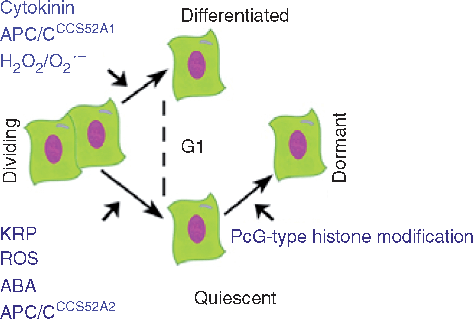 Major distinguishing regulators defining the decision of a dividing cell to quiesce, differentiate or enter dormancy.
