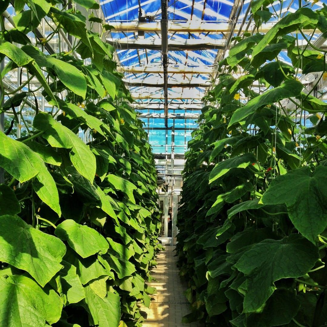 High light aggravates functional limitations of photosynthesis