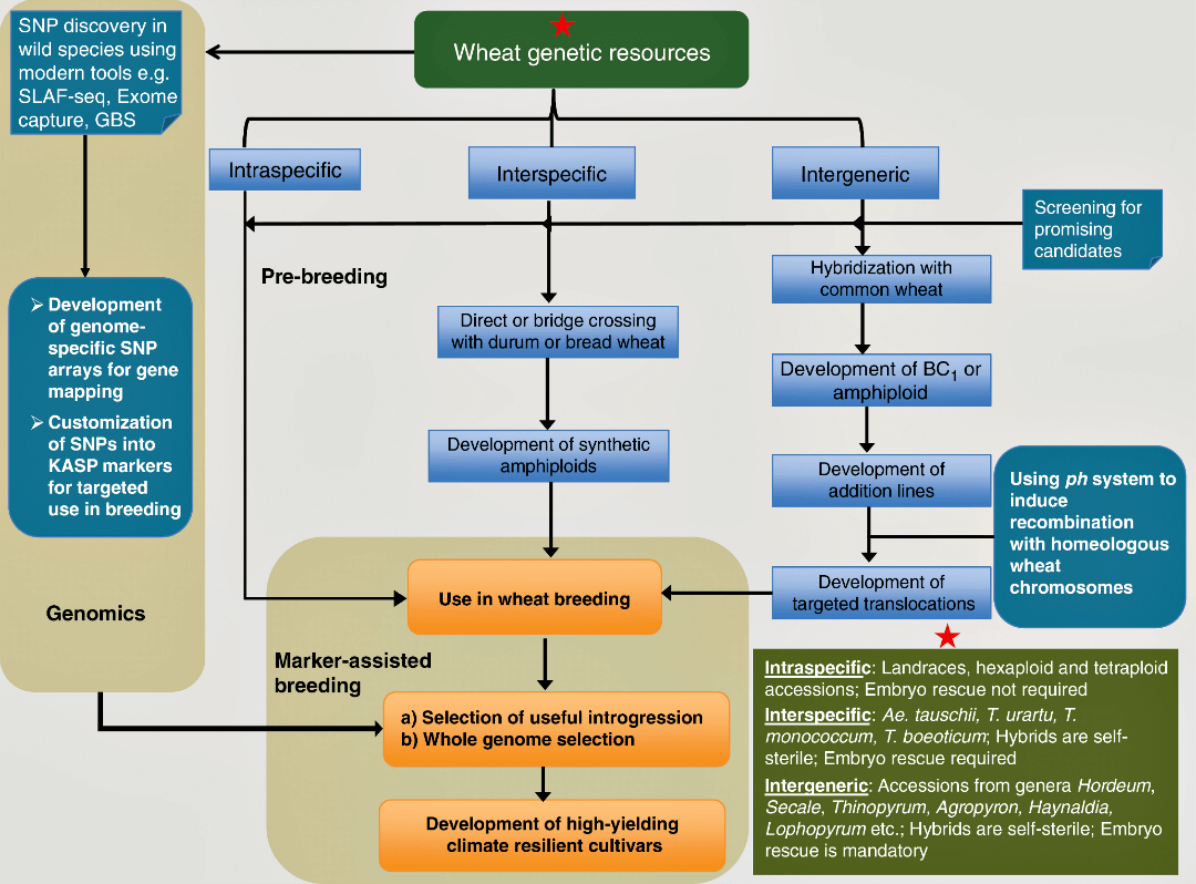 A workflow depicting types of wheat genetic resources
