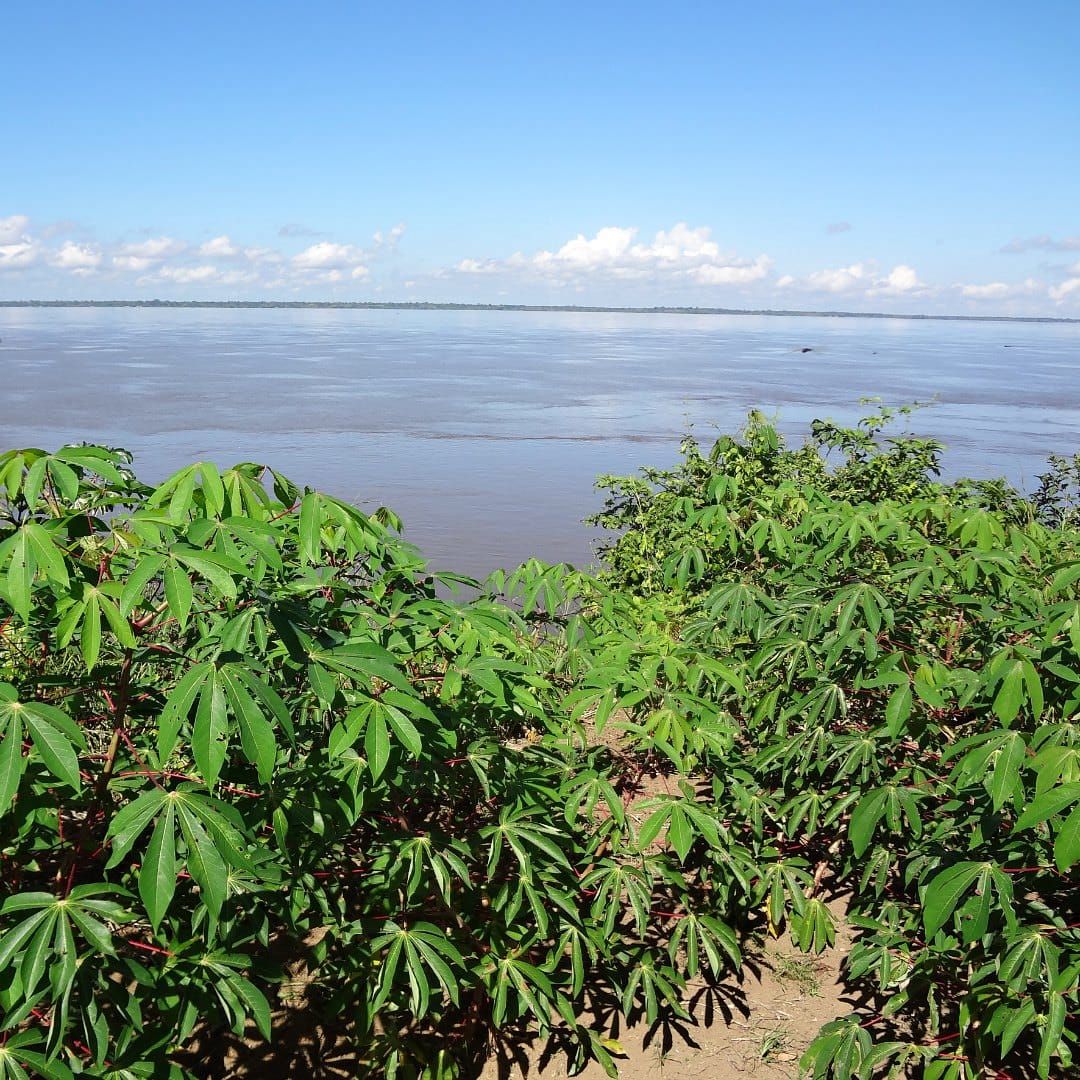 Manioc (Manihot esculenta Crantz) swidden overlooking the Negro River