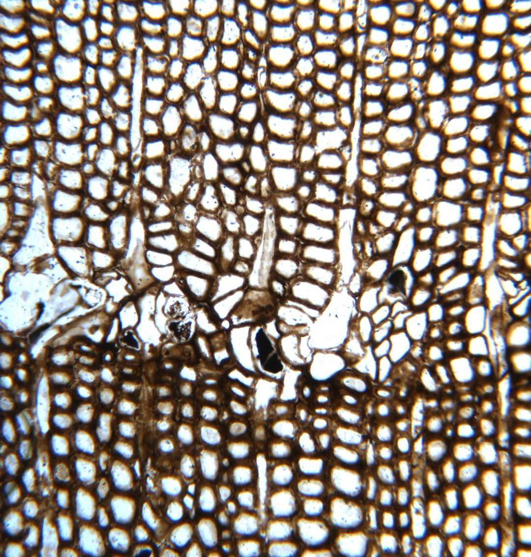 Disrupted growth in the wood of a Triassic trunk