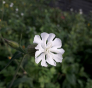 Diurnal and nocturnal pollination in a nursery-pollinated species