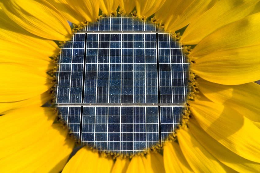 Silicon in a sunflower