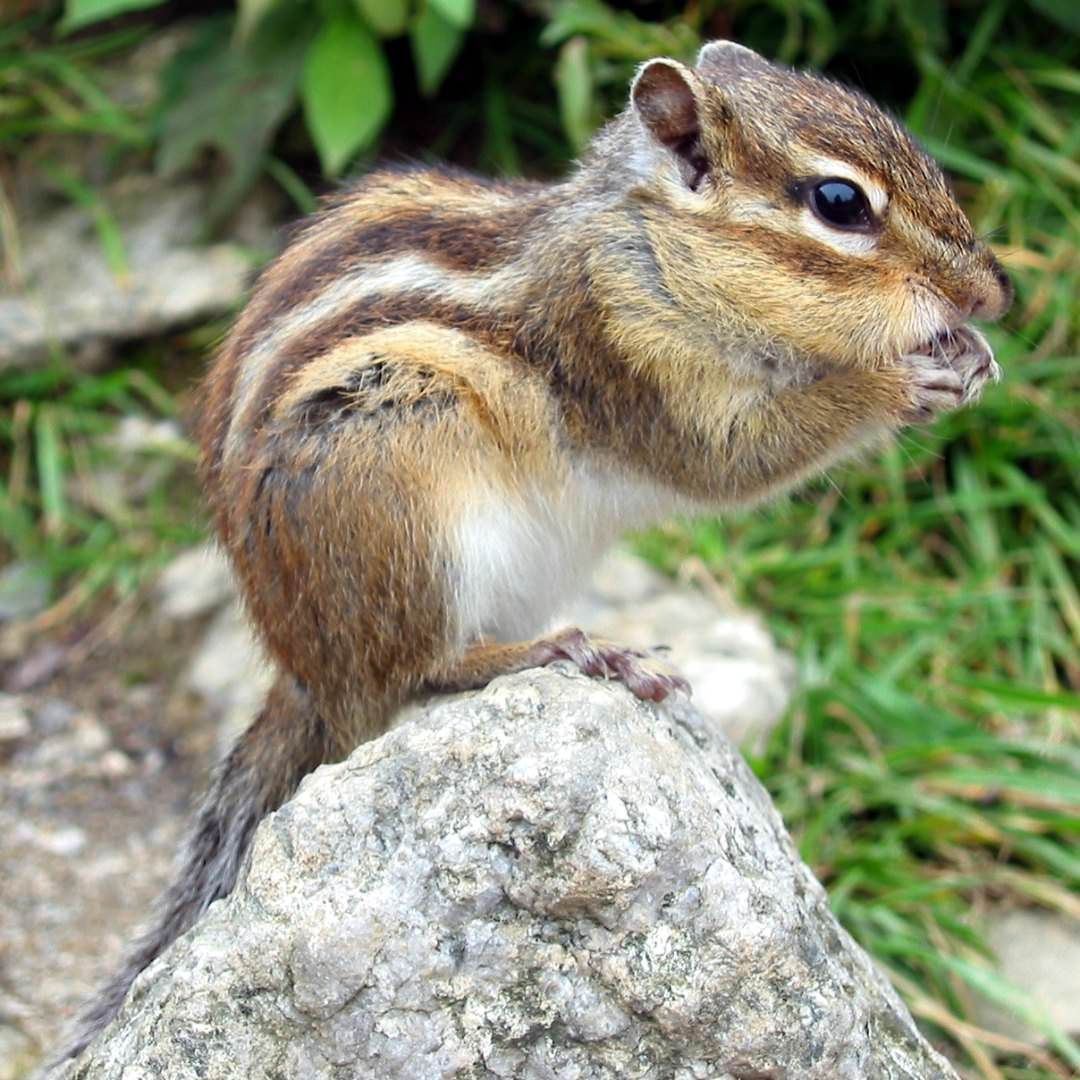 Siberian chipmunk