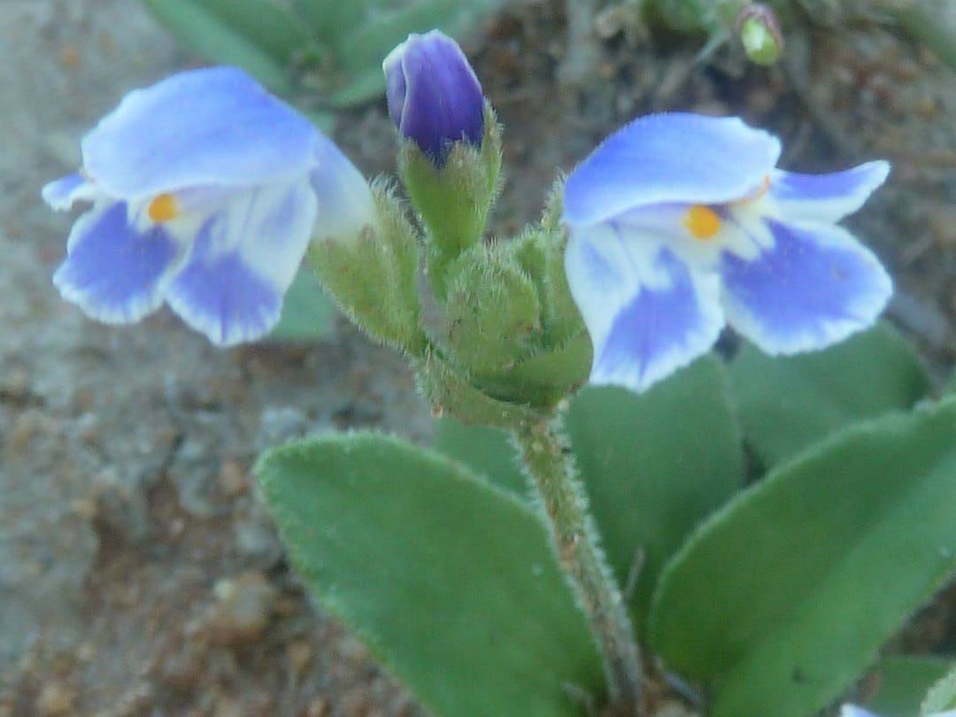 Craterostigma plantagineum