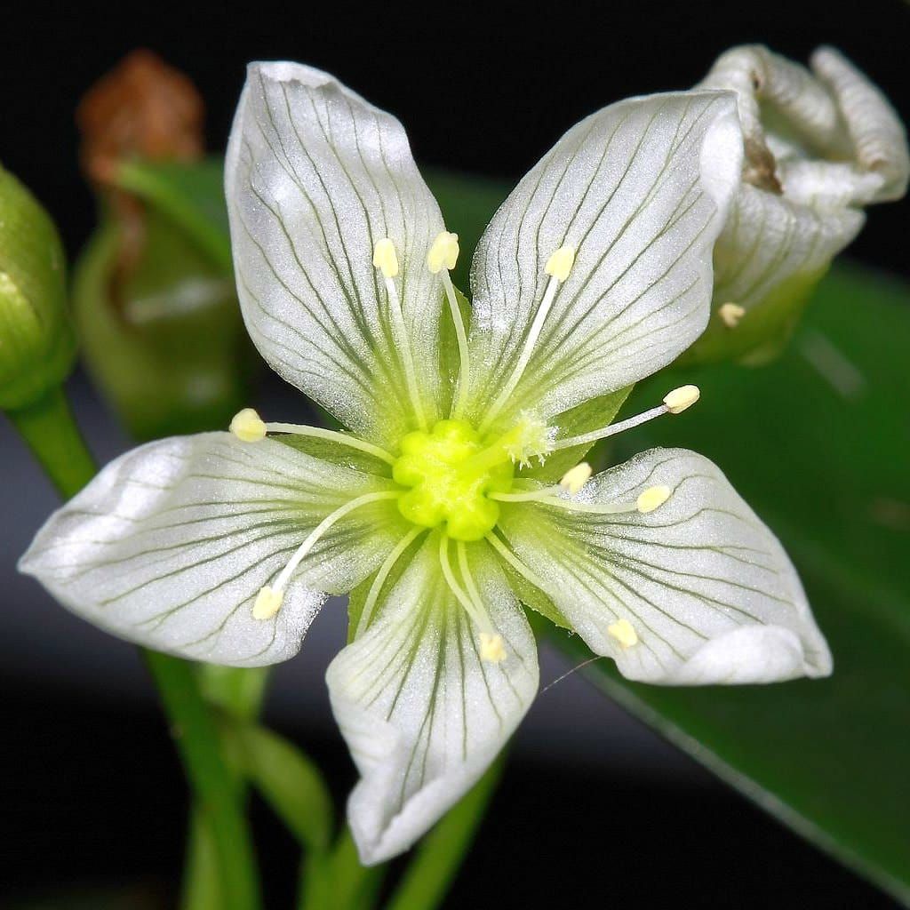 Dionaea muscipula flower