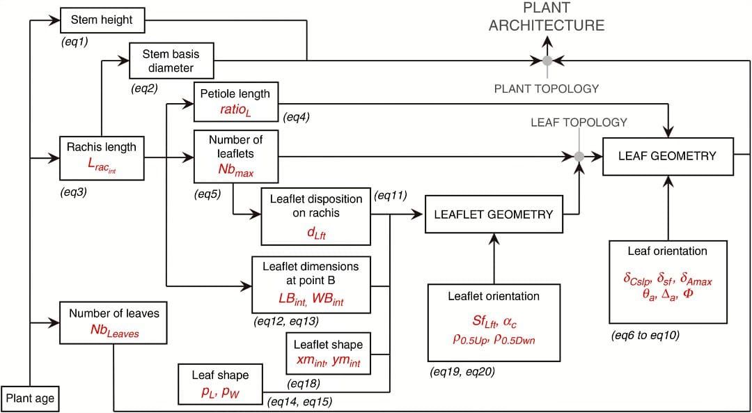 Allometry-based approach of the VPalm model