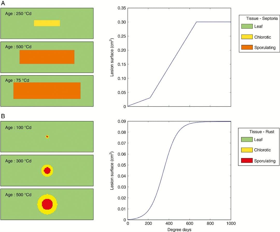 Growth of a single lesion of Z. tritici (A) and P. triticina (B) simulated with model 1.