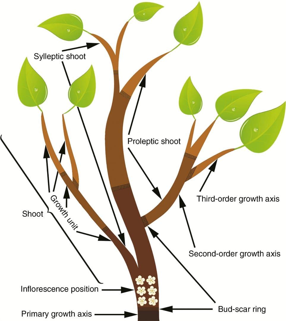Two-dimensional representation of an annual growth module (AGM), that forms from an indeterminate compound inflorescence over