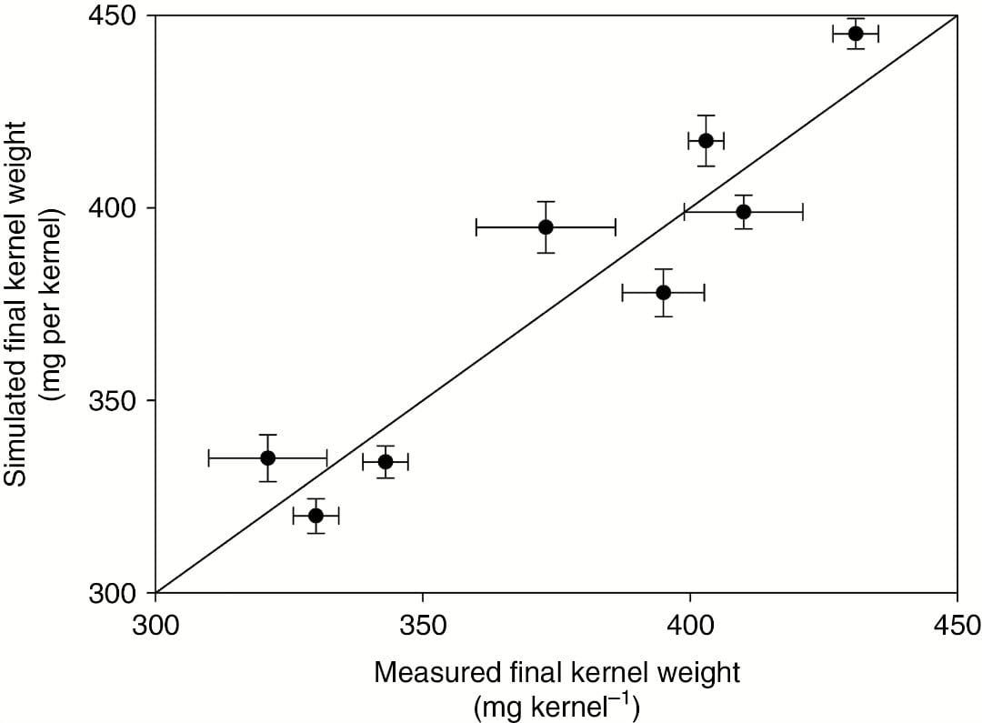 Simulated final kernel weight and measured final kernel weight for different genotypes.