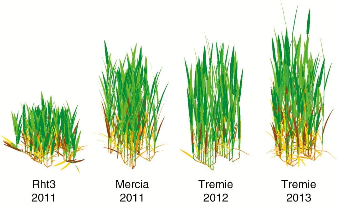 Plant architecture simulated by the model ADELWheat for the four experimental treatments