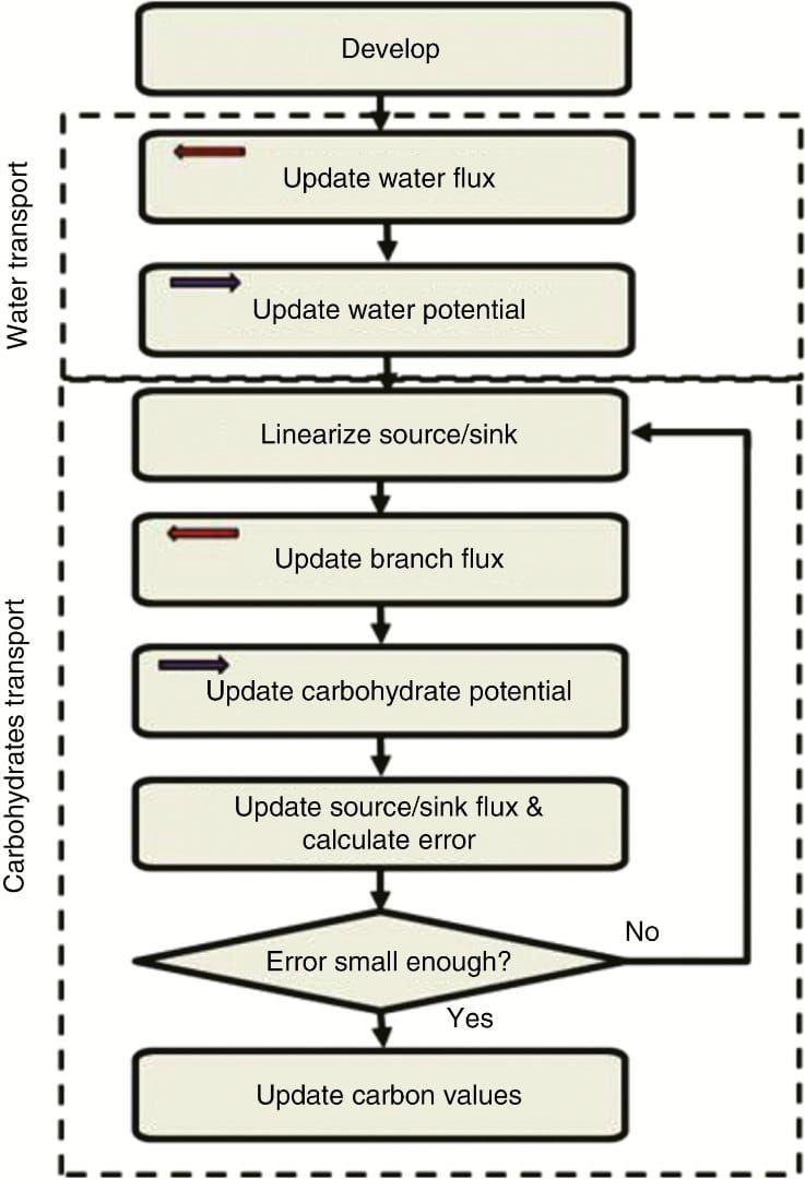 Phases of the simulation, each performed by an L-system derivation step. Arrows in the phase bo
