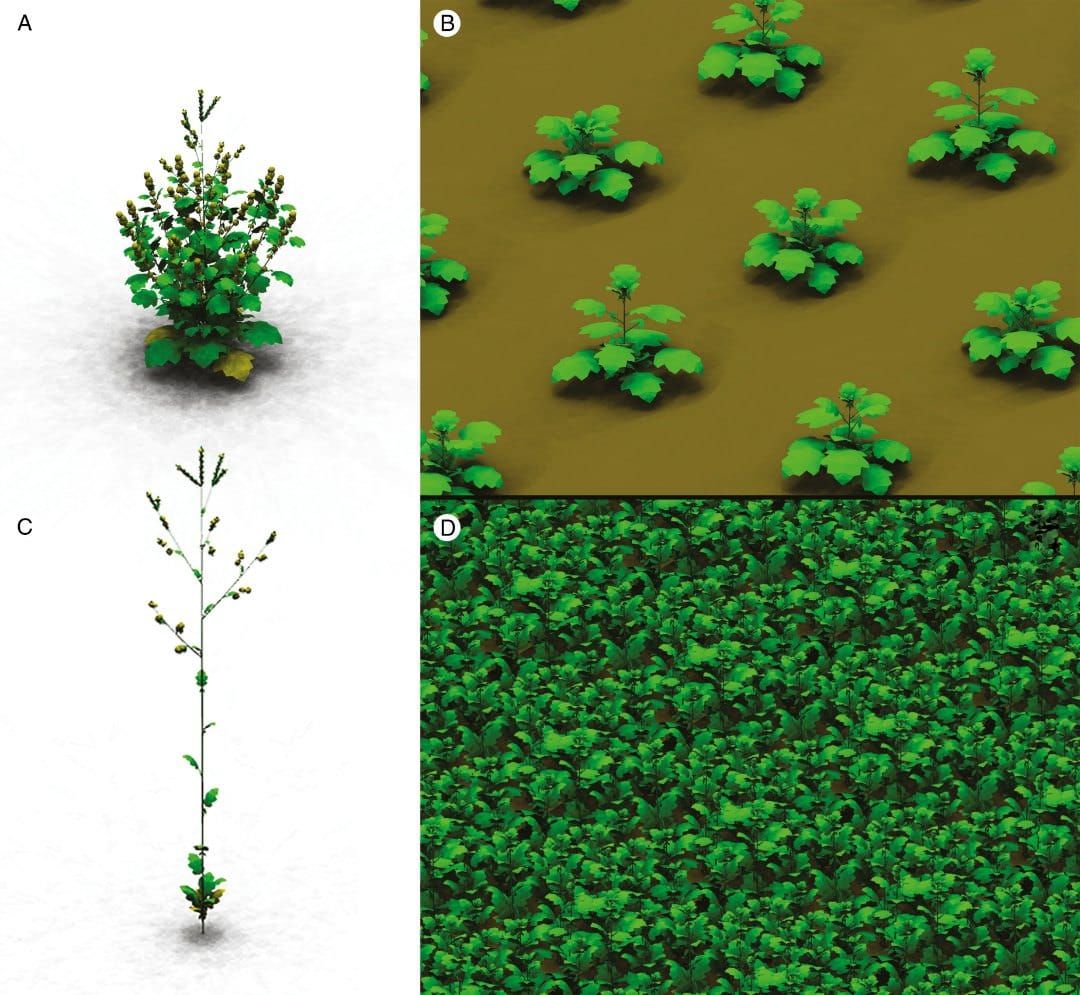 Simulated plant phenotypes