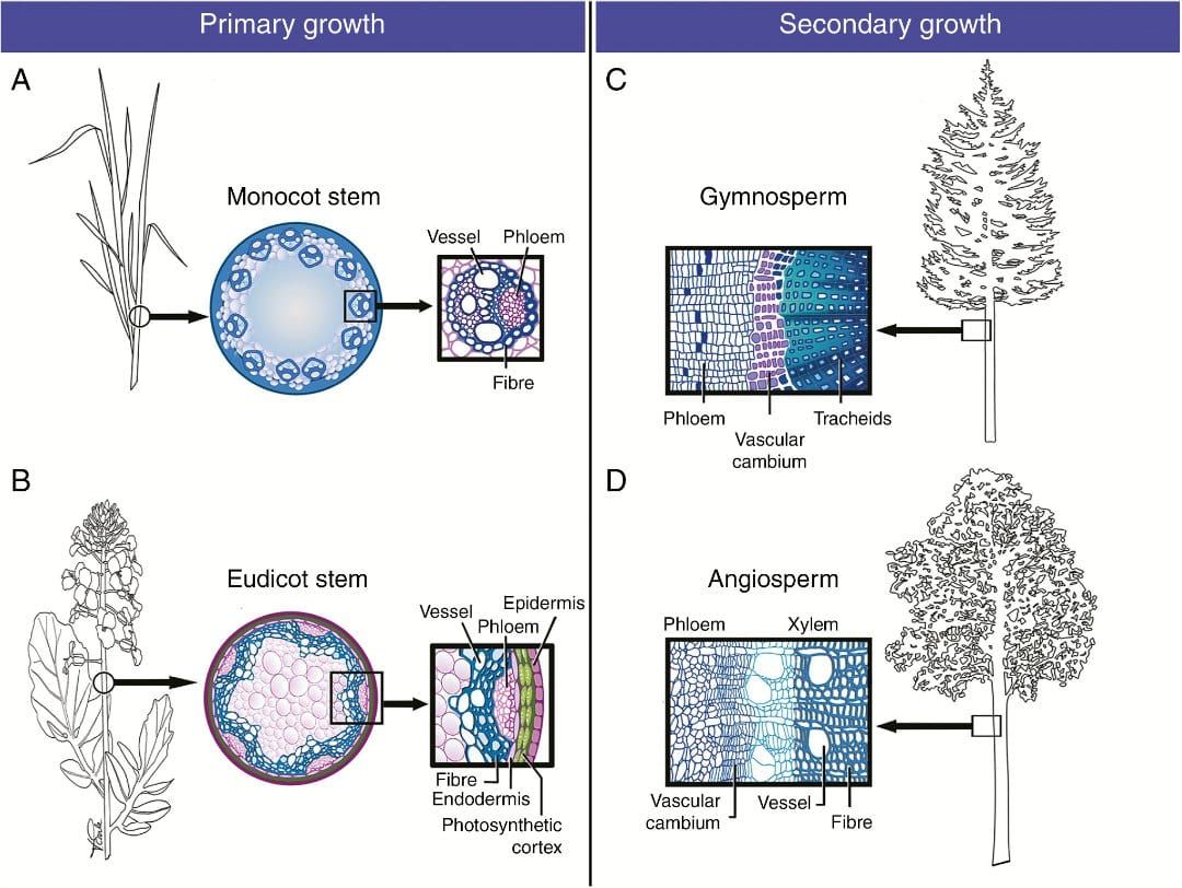 Secondary cell walls in primary and secondary stem growth