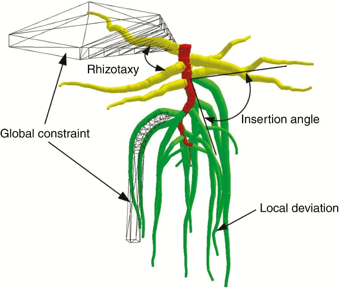 Root system simulation showing geometrical features to control root shape