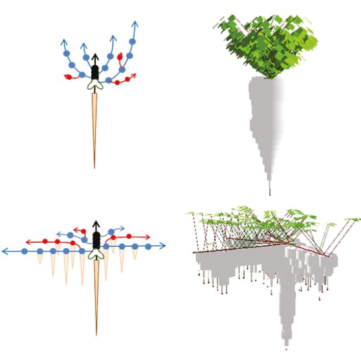 A generic individual-based model (IBM) tool to disentangle plant interactions in forage legumes