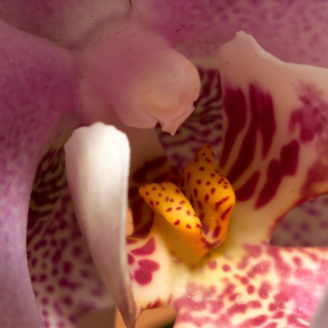 Orchid, very close-up