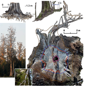 3D-modelling of buttress region and roots gives allometric carbon formulae