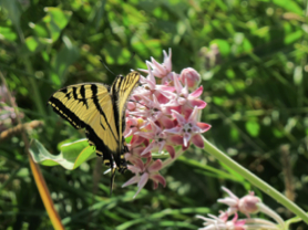Seed dormancy and germination vary within and between species of milkweeds