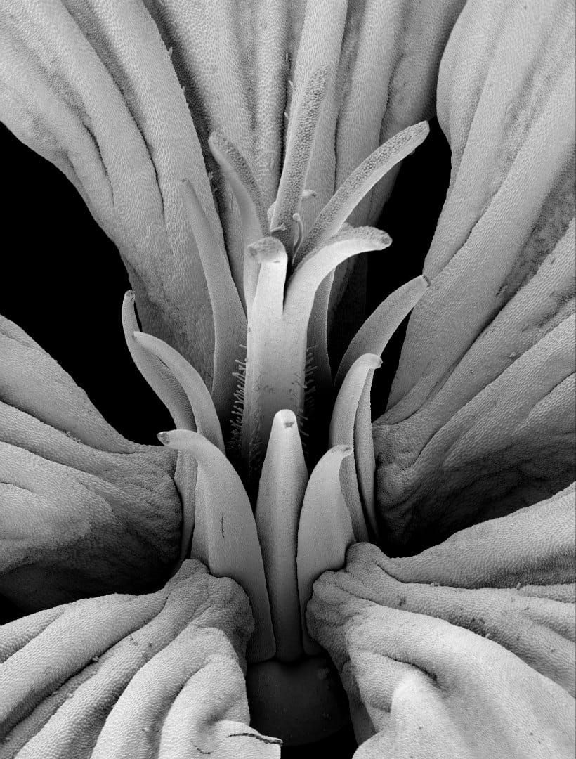 SEM micrograph of an anthetic Geranium maderense flower showing the complex synorganisation and revolver architecture.