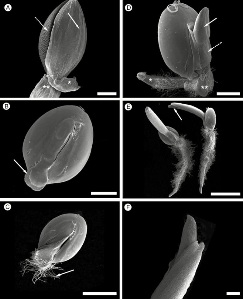 Scanning electron microscopy of S. viridis diaspore during germination from dry seed