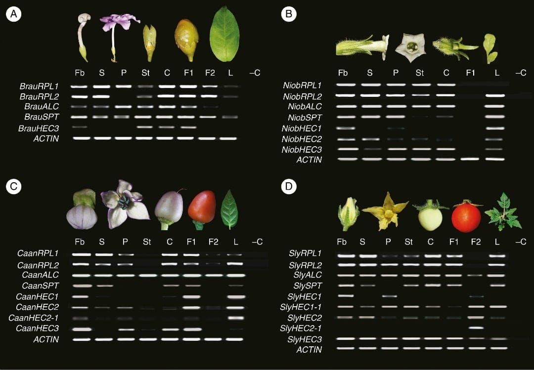Expression analyses of ALCATRAZ, HECATE, REPLUMLESS and SPATULA homologues in four species of Solanaceae with dry dehiscent a