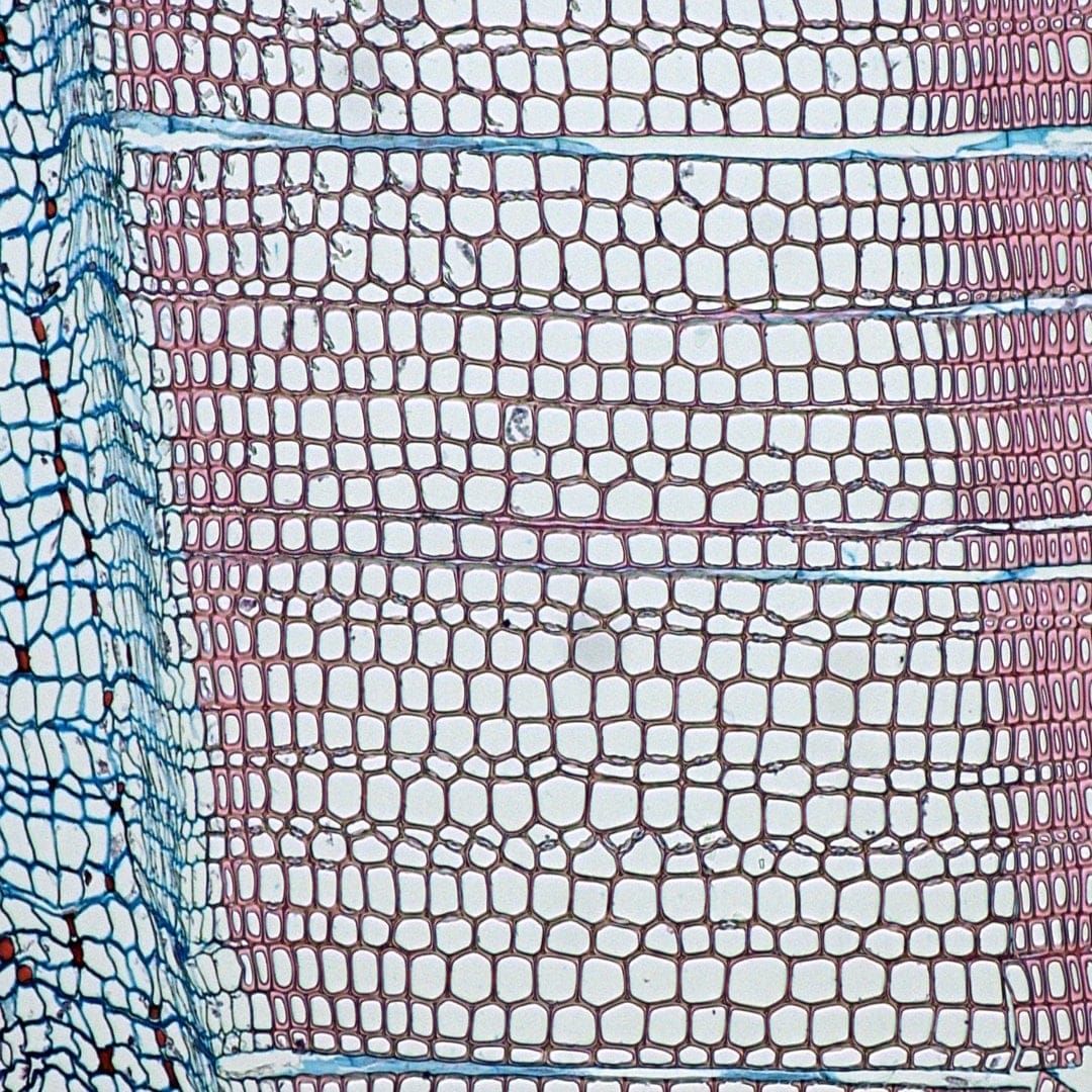 Growth rings and false growth rings