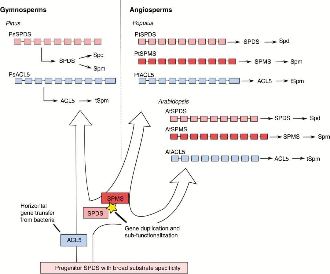 Proposed model for evolution of aminopropyltransferases in seed plants.