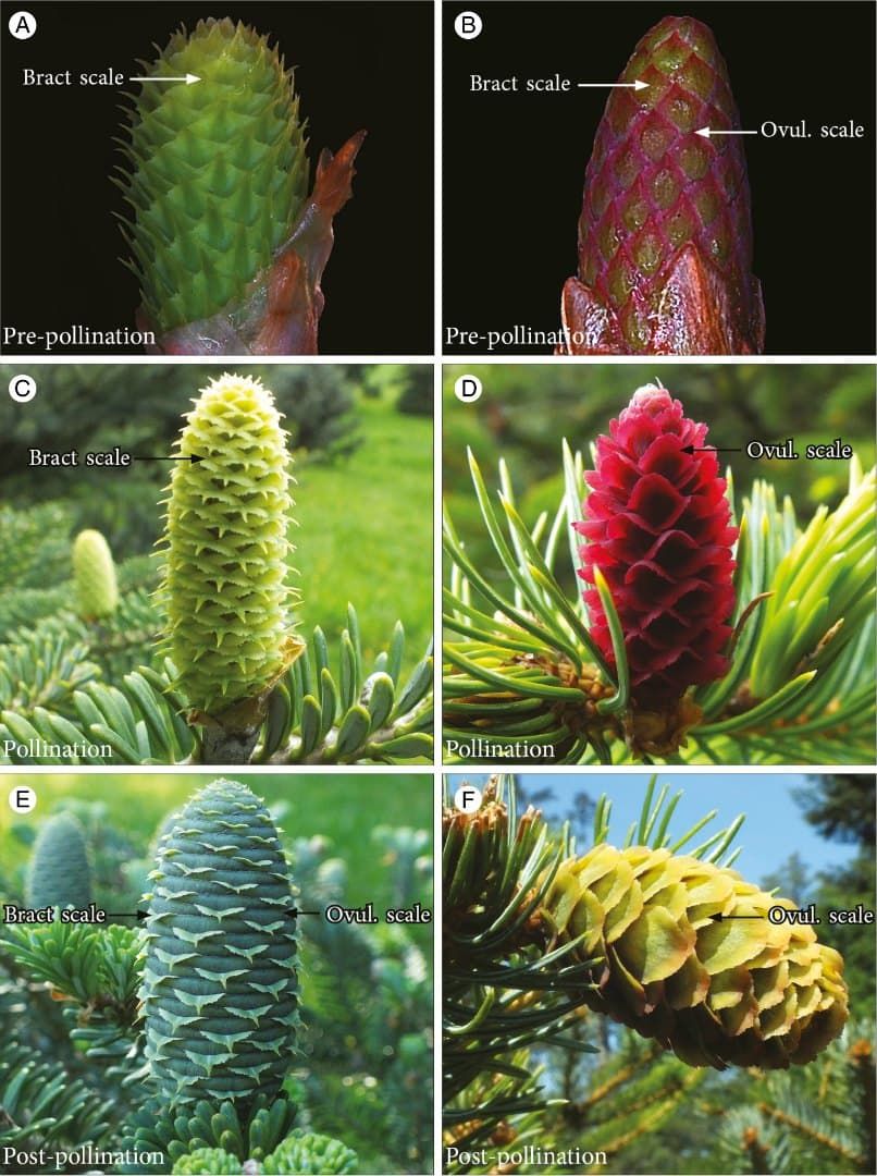 Morphological development in Abies koreana and Picea jezoensis seed cones.