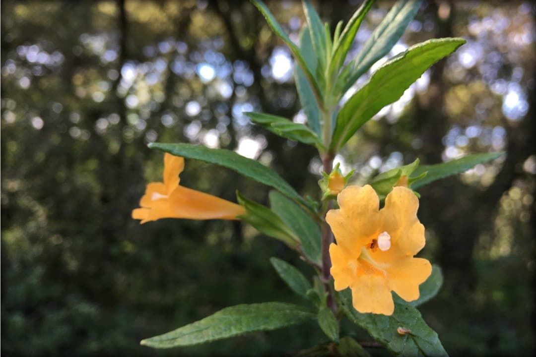 Mimulus aurantiacus, the sticky monkeyflowe