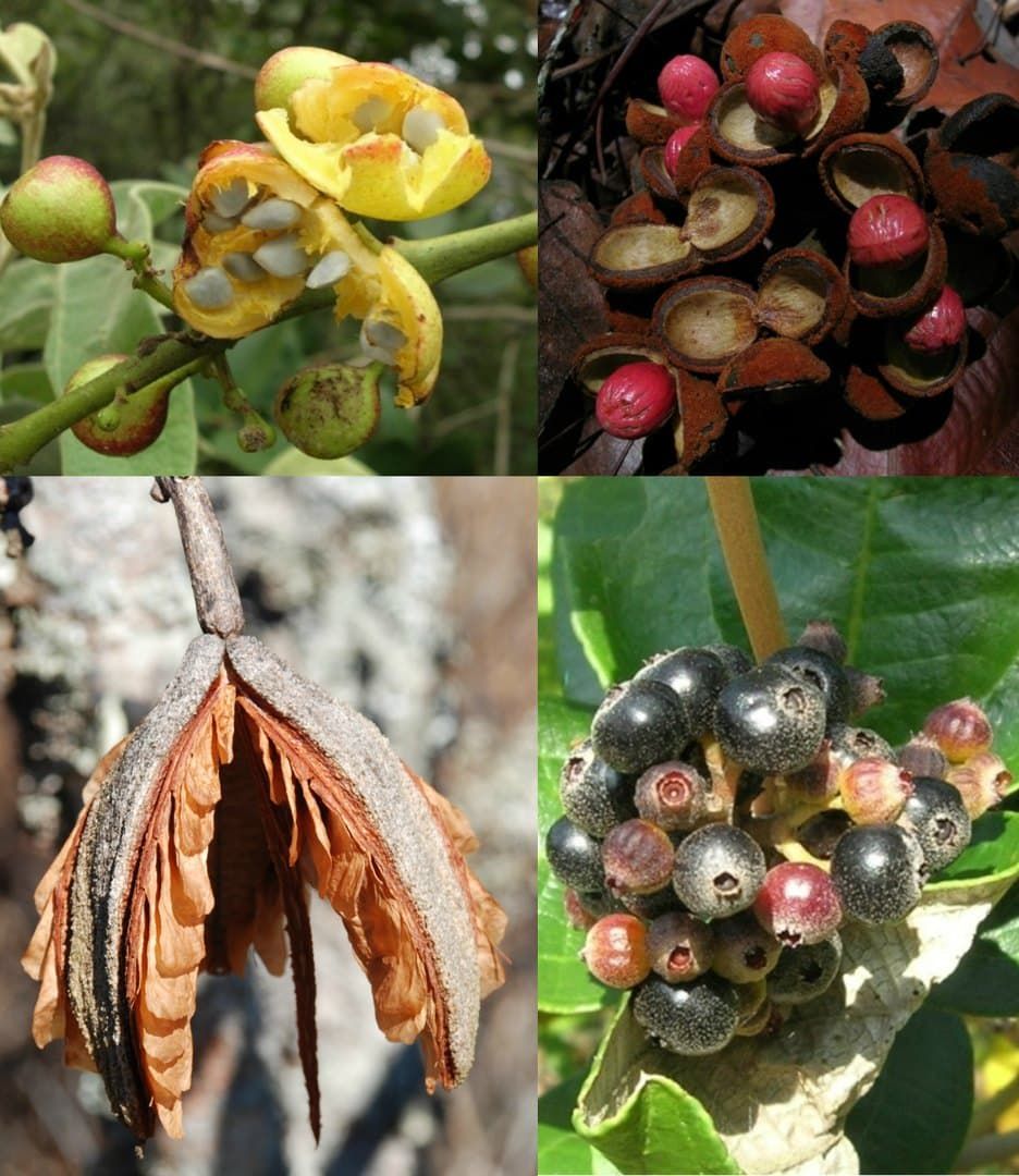 Plants of the Cerrado
