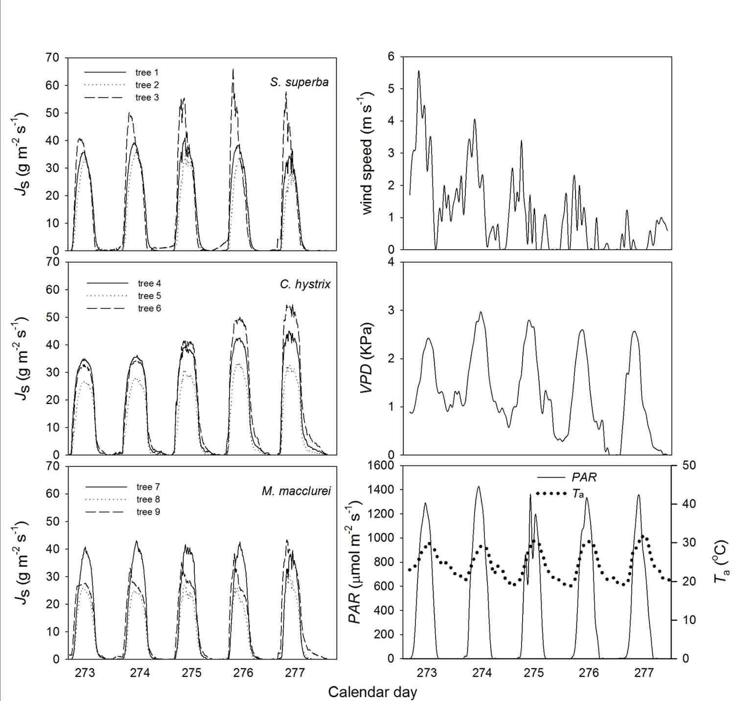 Daily changes in sap flux density in the three examined co-occurring tree species