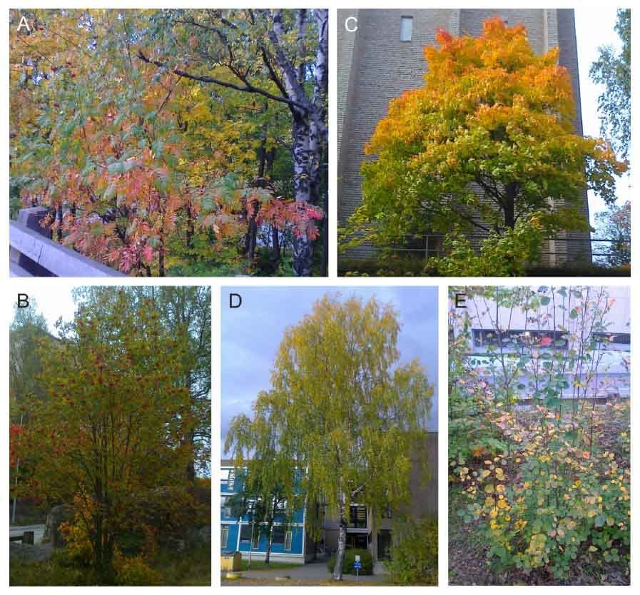 Degradation of chlorophyll and synthesis of flavonols during autumn senescence – the story told by individual leaves