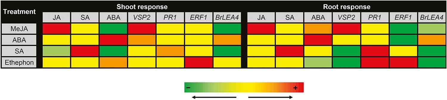 Defence signalling marker gene responses to hormonal elicitation differ between roots and shoots