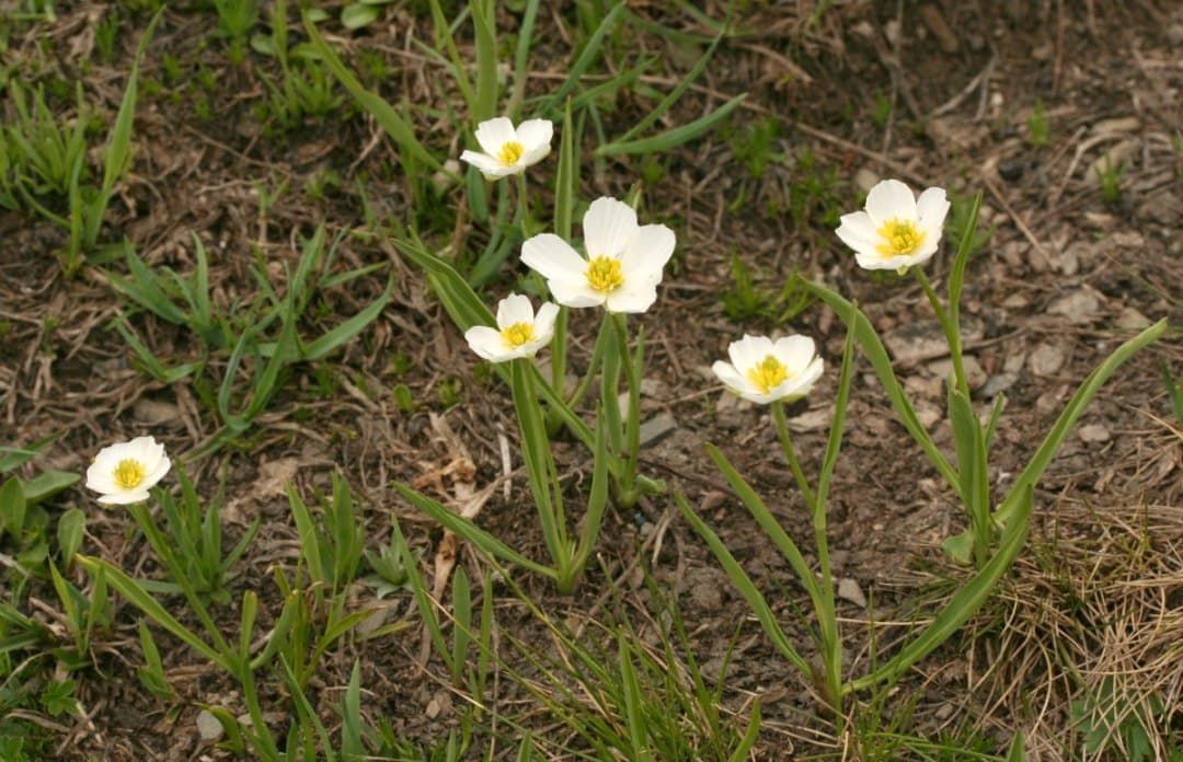 Ranunculus kuepferi