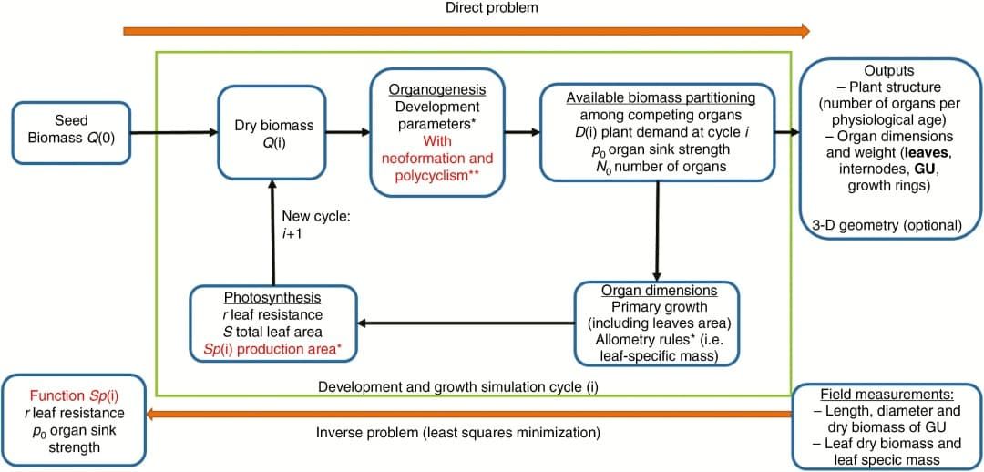 Schematic representation of a simulation of the GreenLab model